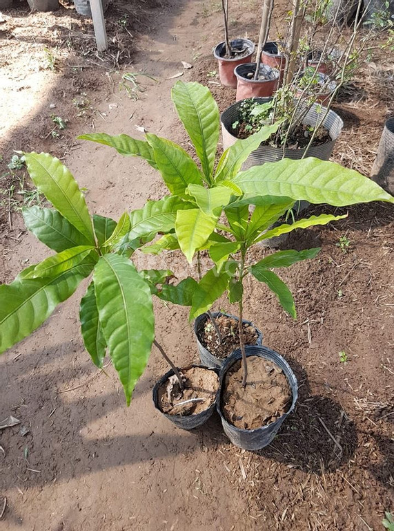 Cây Giống Vú Sữa Hoàng Kim