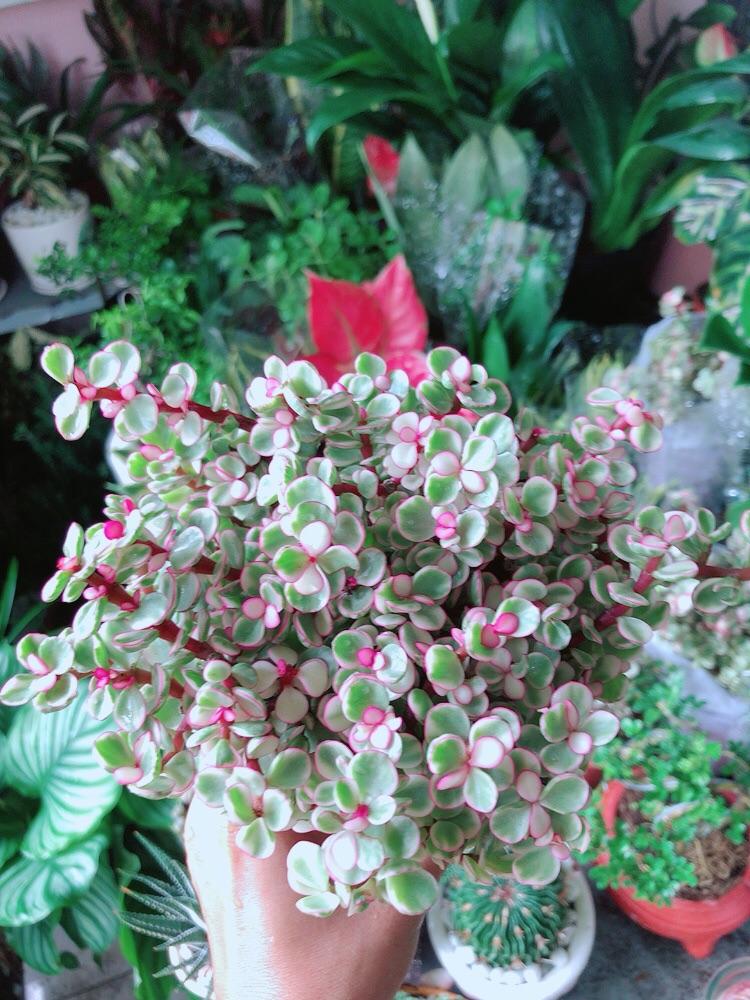 Cây Cành Vàng Lá Ngọc