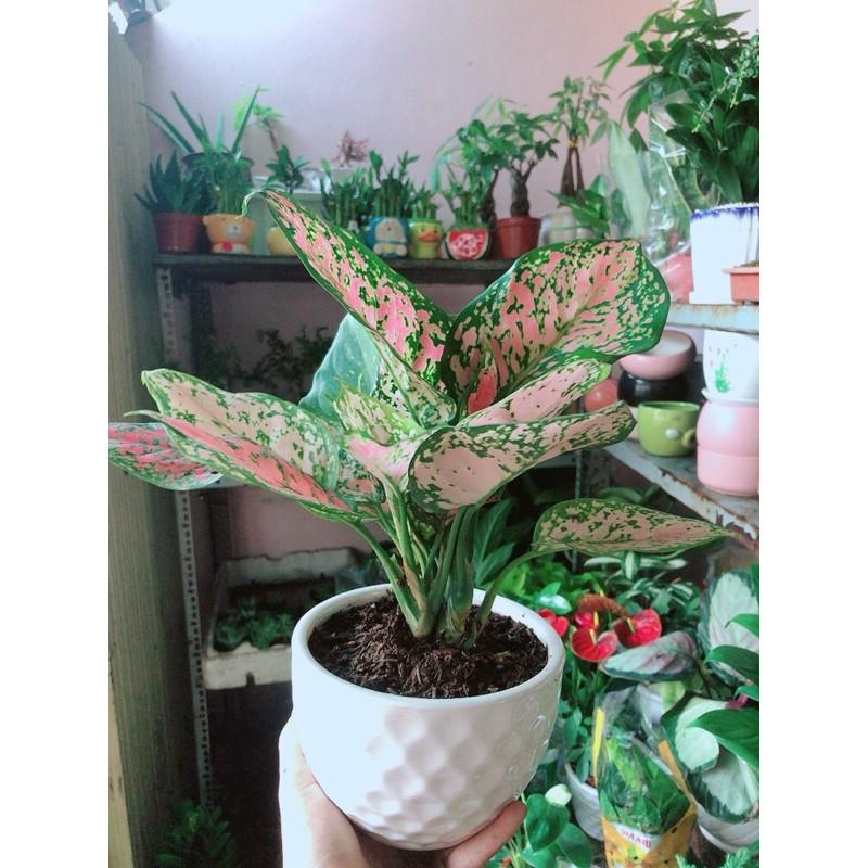 Chậu Cây Vạn Lộc