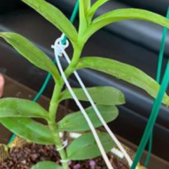 Hoa lan phi điệp - nữ hoàng 28