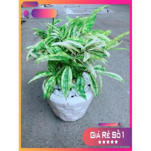 Chậu Trúc Vàng Nhật