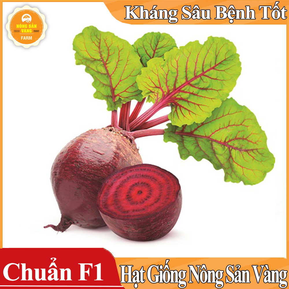 Hạt giống Củ Dền Đỏ - Nông Sản Vàng