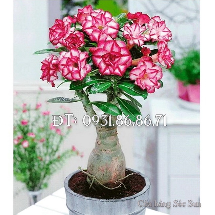 Hạt giống hoa sứ kép Thái Lan – Bịch 10 hạt – Mã số 1026