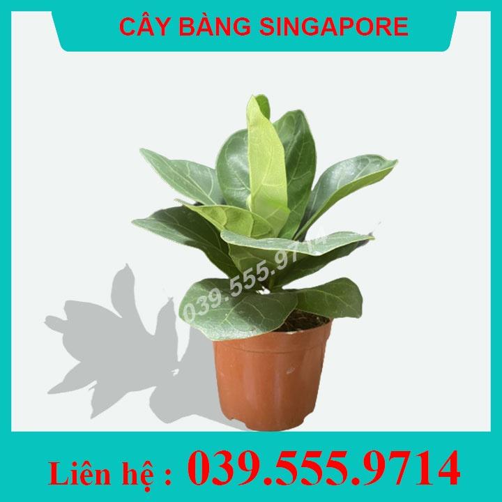 Cây Bàng Singapore Chậu Nhựa - Cây nội thất, Cây cảnh