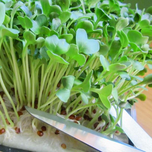 Hạt giống rau mầm củ cải trắng 100g - Hạt giống chuyên dùng rau mầm