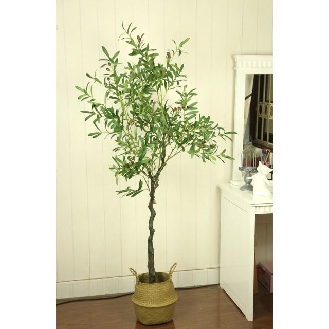 Cây ô liu giả cao 1m6 tặng kèm chậu cói