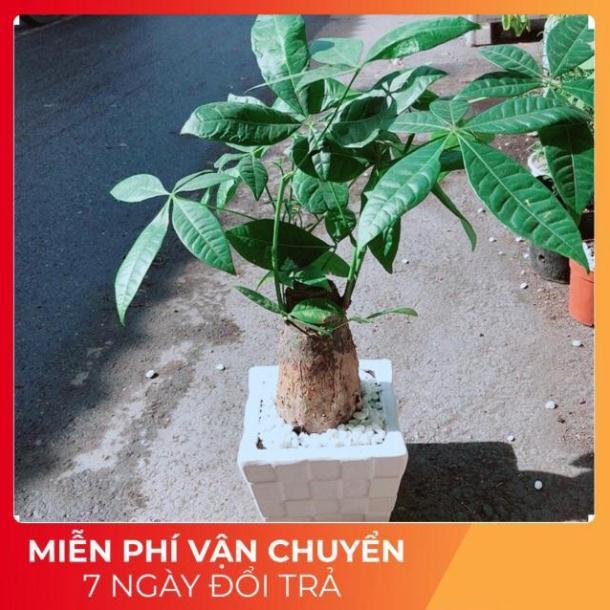 Chậu Kim Ngân Chân Voi