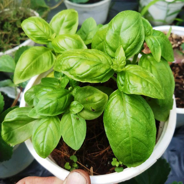 hạt giống Quế tây ITALY BASIL( húng tây)-2g