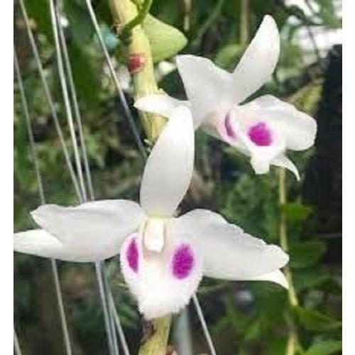 Lan phi điệp 5 cánh trắng BẠCH TUYẾT cây đẹp, cam kết chất lượng