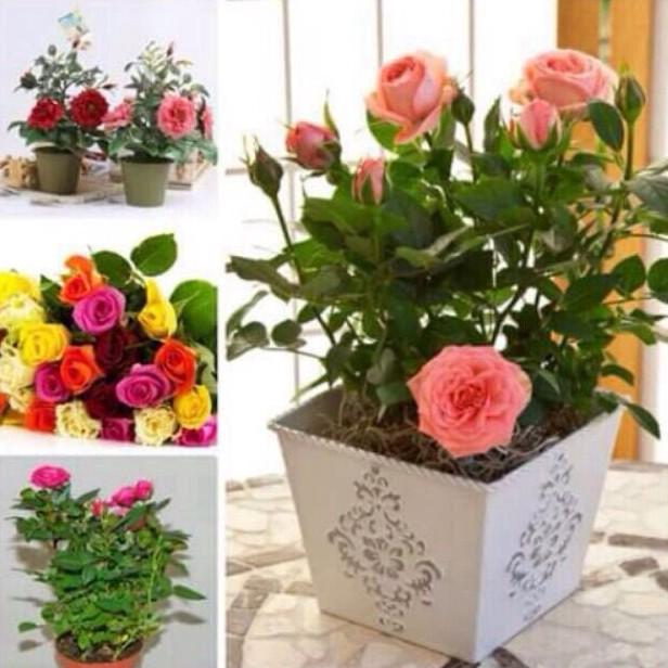 Hạt Giống Hoa Hồng Tỉ Muội - 20 hạt