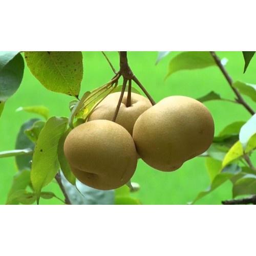 CÂY GIỐNG Cây Lê Nâu