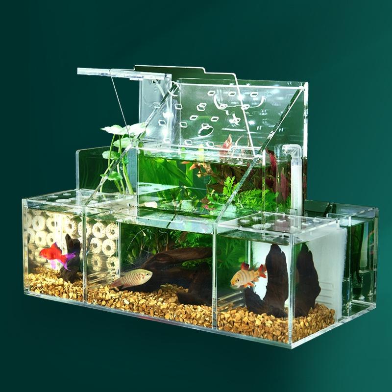 Bể Cá Chọi Sinh Thái, Hộp Cách Ly Để Nhân Giống Và Ấp Trứng Cá Bảy Màu, Lọc Nước Tuần Hoàn