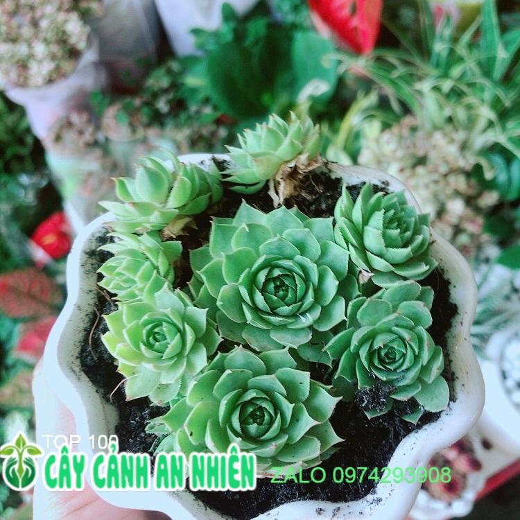 Chậu Sen Phật Bà Xanh