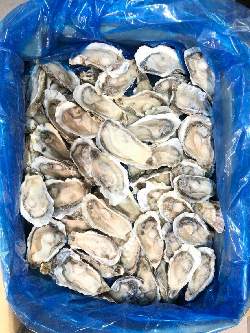 Hàu Hàn Quốc nữa mảnh - Sashimi