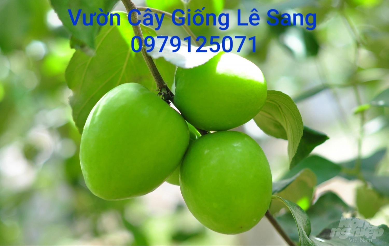 CÂY TÁO GIỐNG NINH THUẬN SIÊU TRÁI