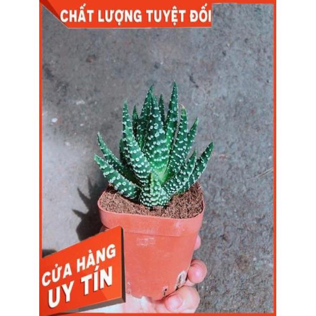 Xương Rồng Móng Rồng