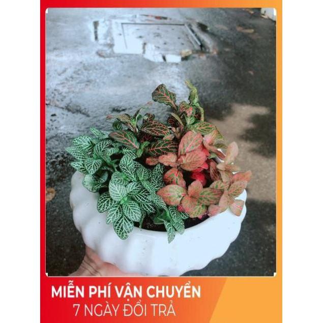 Chậu Cây Cẩm Nhung Mix Đủ Màu