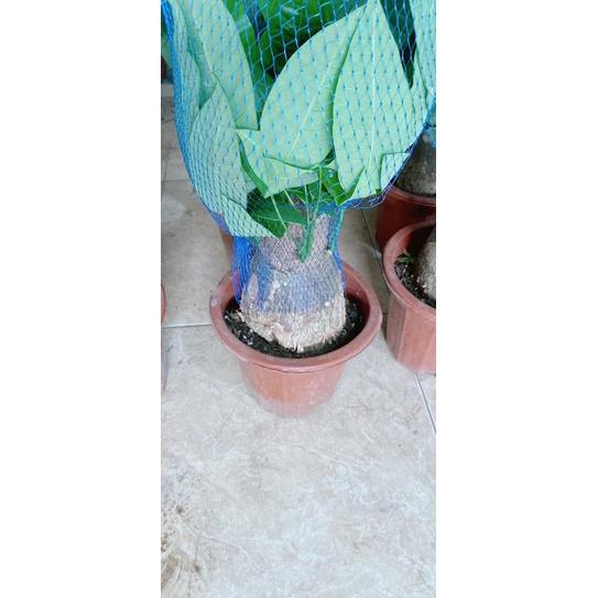 Kim Ngân Gốc 12-14cm