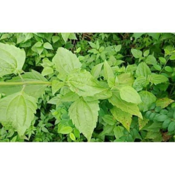 Combo 5 cây cộng sản cây cỏ lào cây Việt Minh làm giống