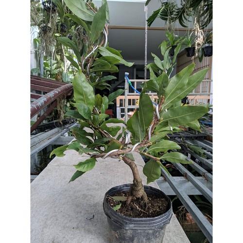 Mai Vàng Đại Lộc Bonsai 24 Cánh Đang Nụ
