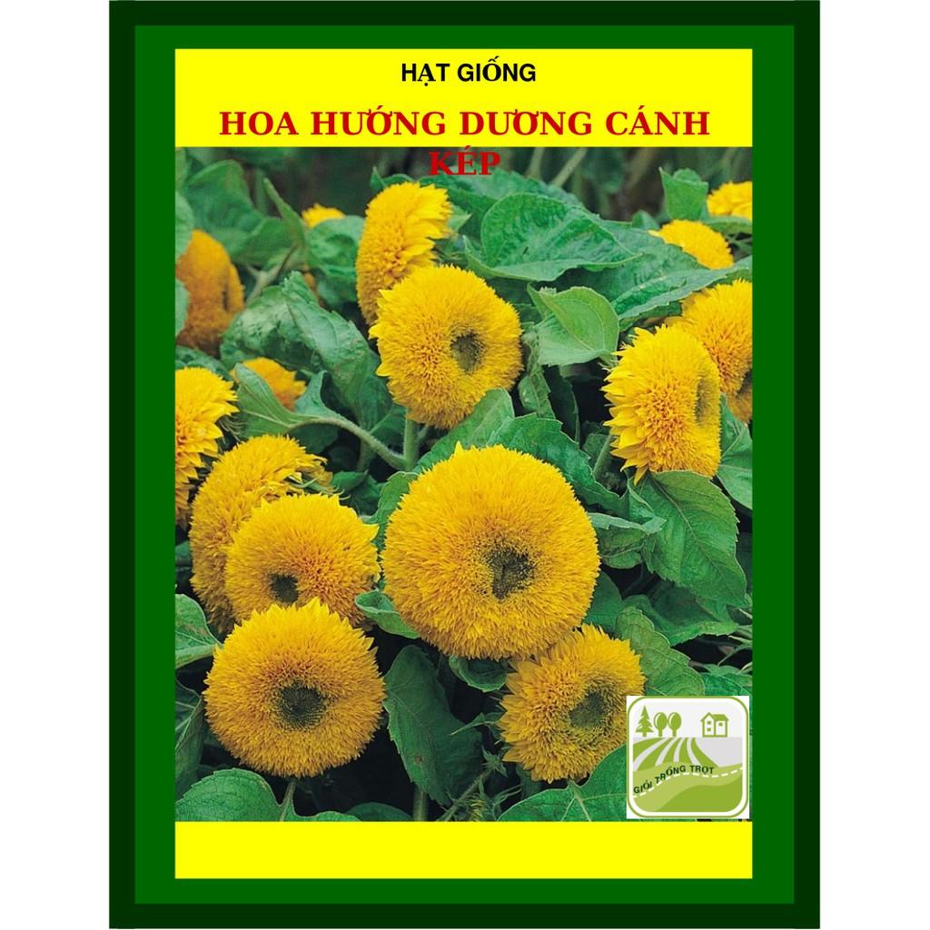 1gram Hạt Giống Hoa Hướng Dương, Vàng Đẹp, Hoa Cánh Kép