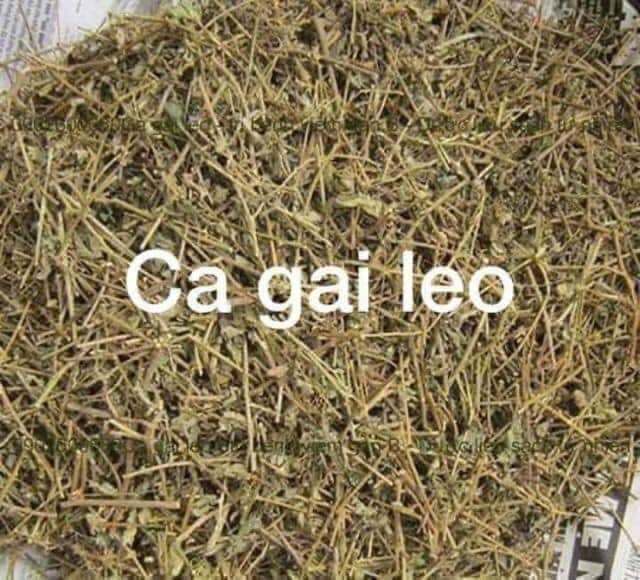 Cây cà gai leo khô 1kg