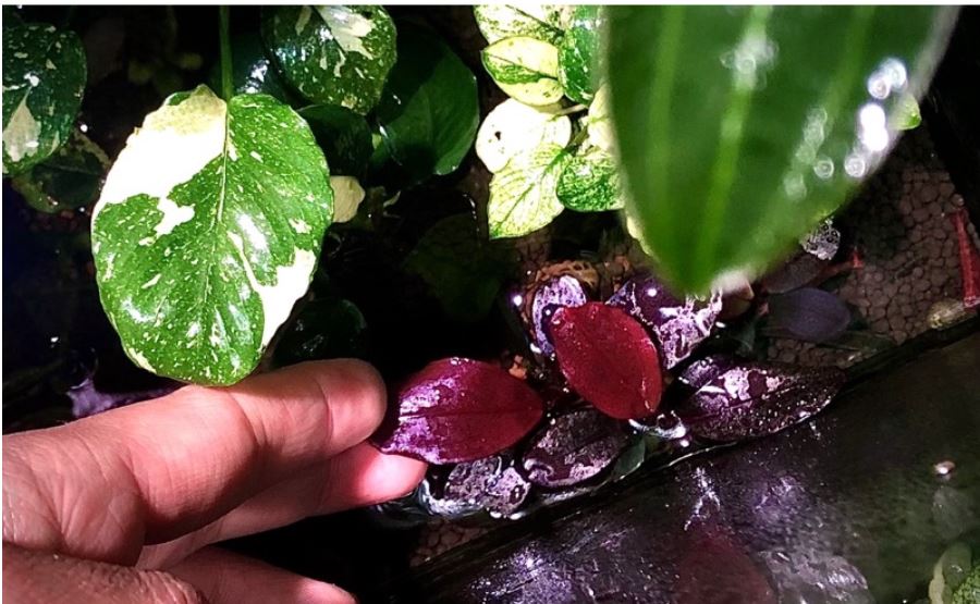 Phân nước Đa, Vi lượng TL