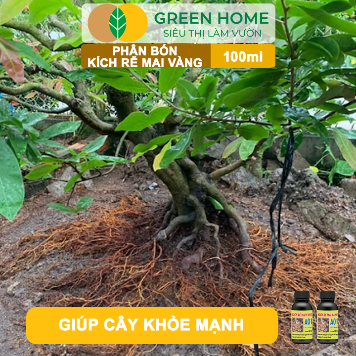 Phân Bón Kích Rễ Mai Vàng GreenHome, Hũ 100ml, Ra Rễ Cực Mạnh Dùng Giâm, Chiết Cành, Chuyên Hoa Mai