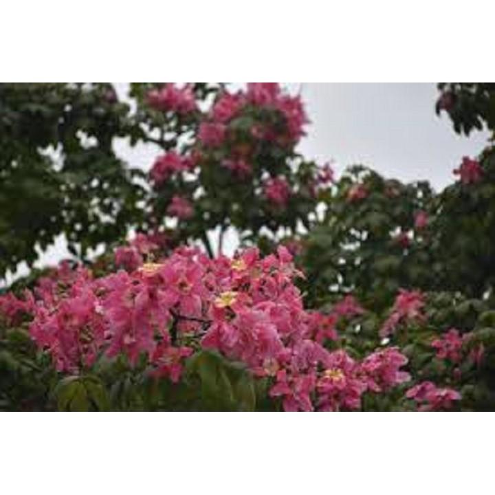 CÂY giống MỸ NHÂN