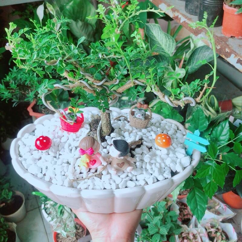 Chậu Cây Cần Thăng Bonsai