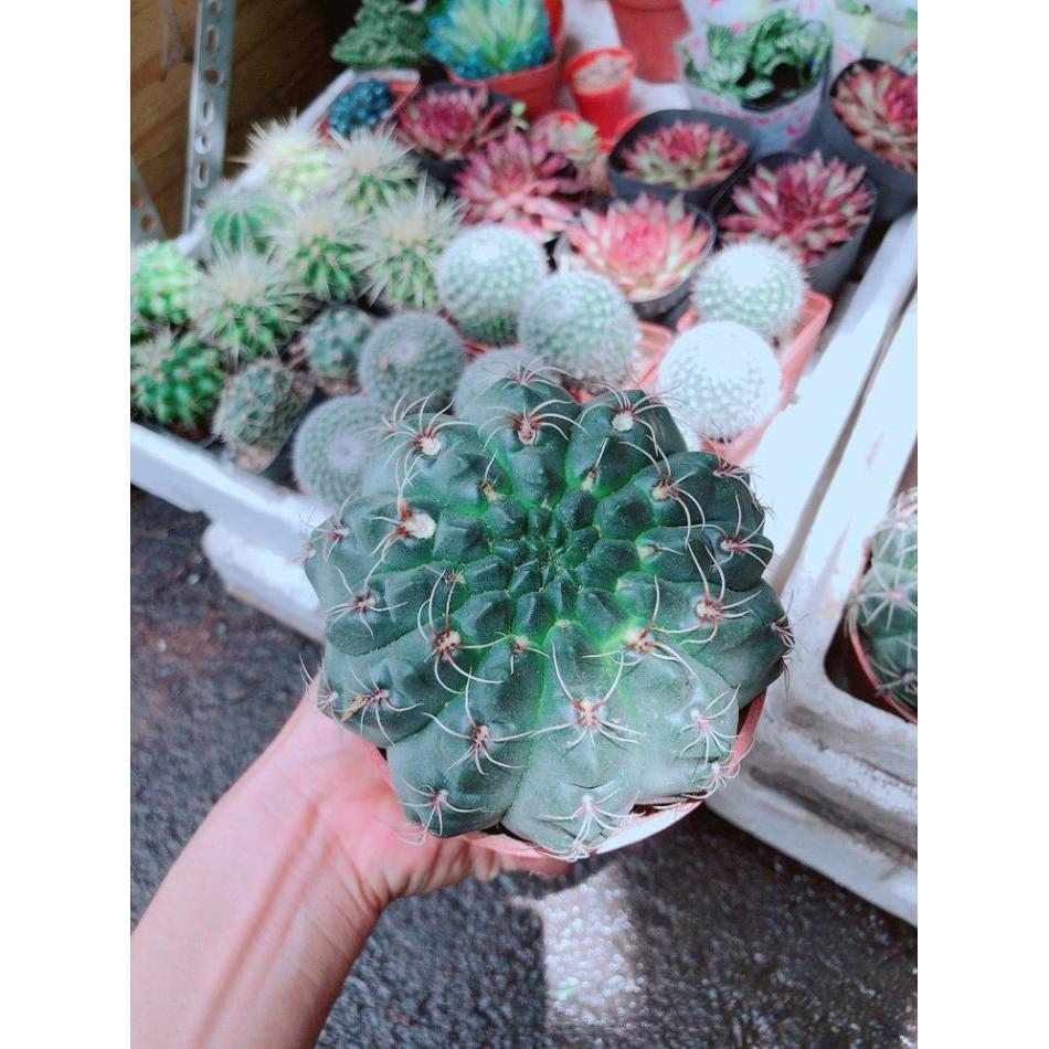 Chậu Xương Rồng Thần Long size đại Bán Chạy