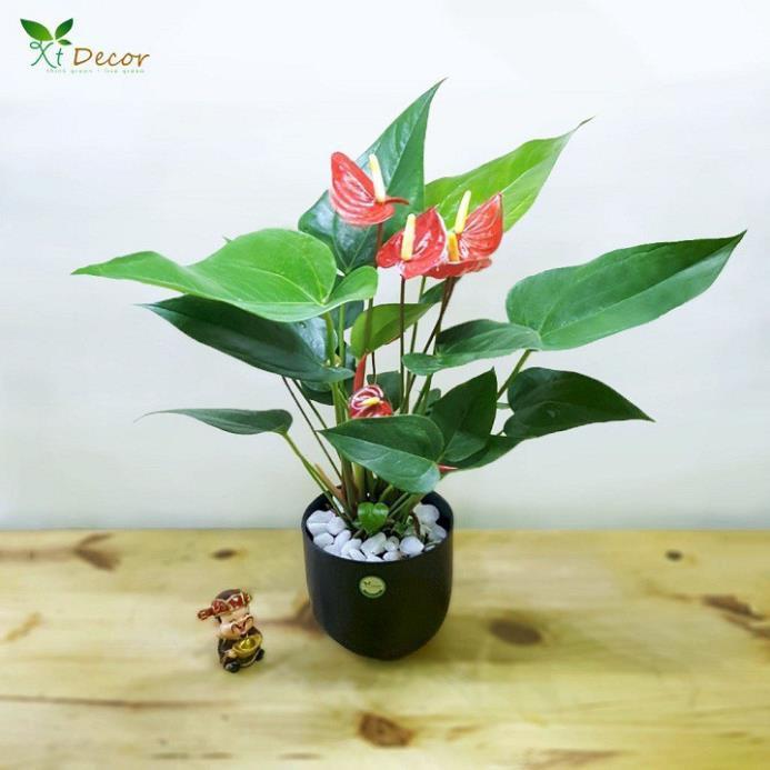 Chậu cây hồng môn MÀU HỒNG ĐẬM, cây phong thủy để bàn cho gia chủ vượng khí , nhiều tài lộc