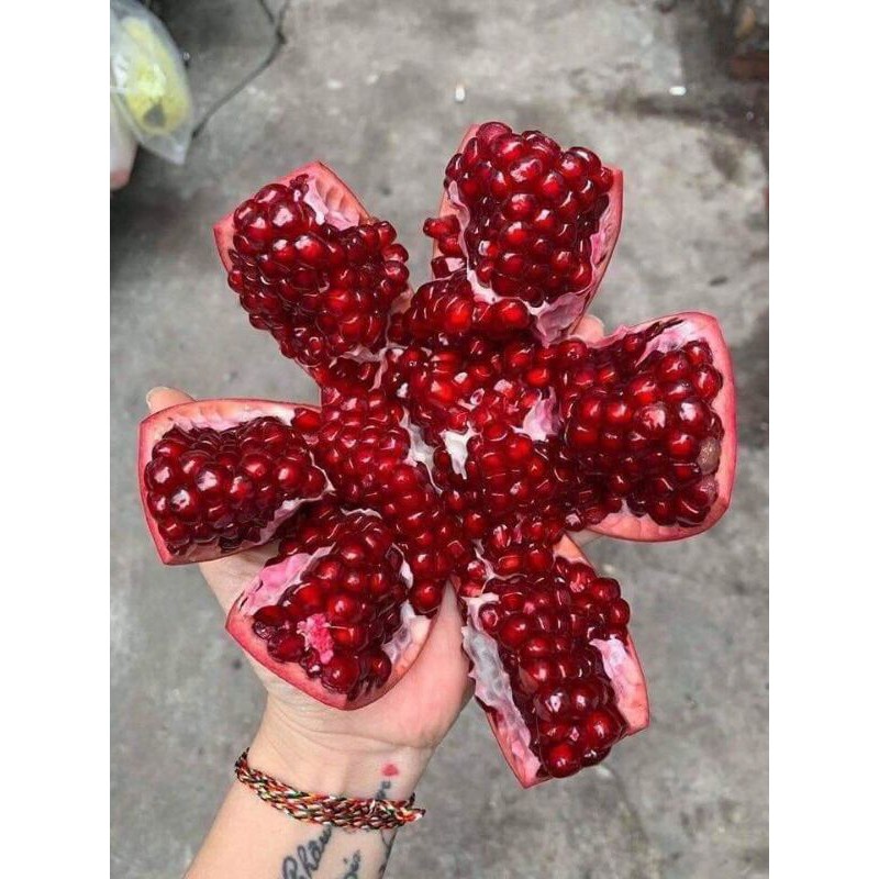 Cây giống Lựu Đỏ Lùn Ấn Độ hang mới về giá rẻ tại vườn