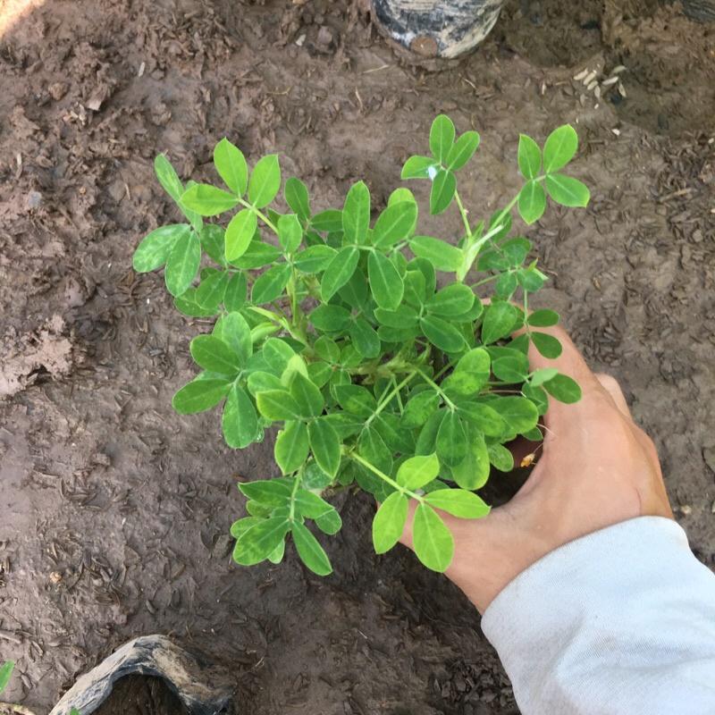 Cây cỏ lạc cây trồng công trình, trồng thảm