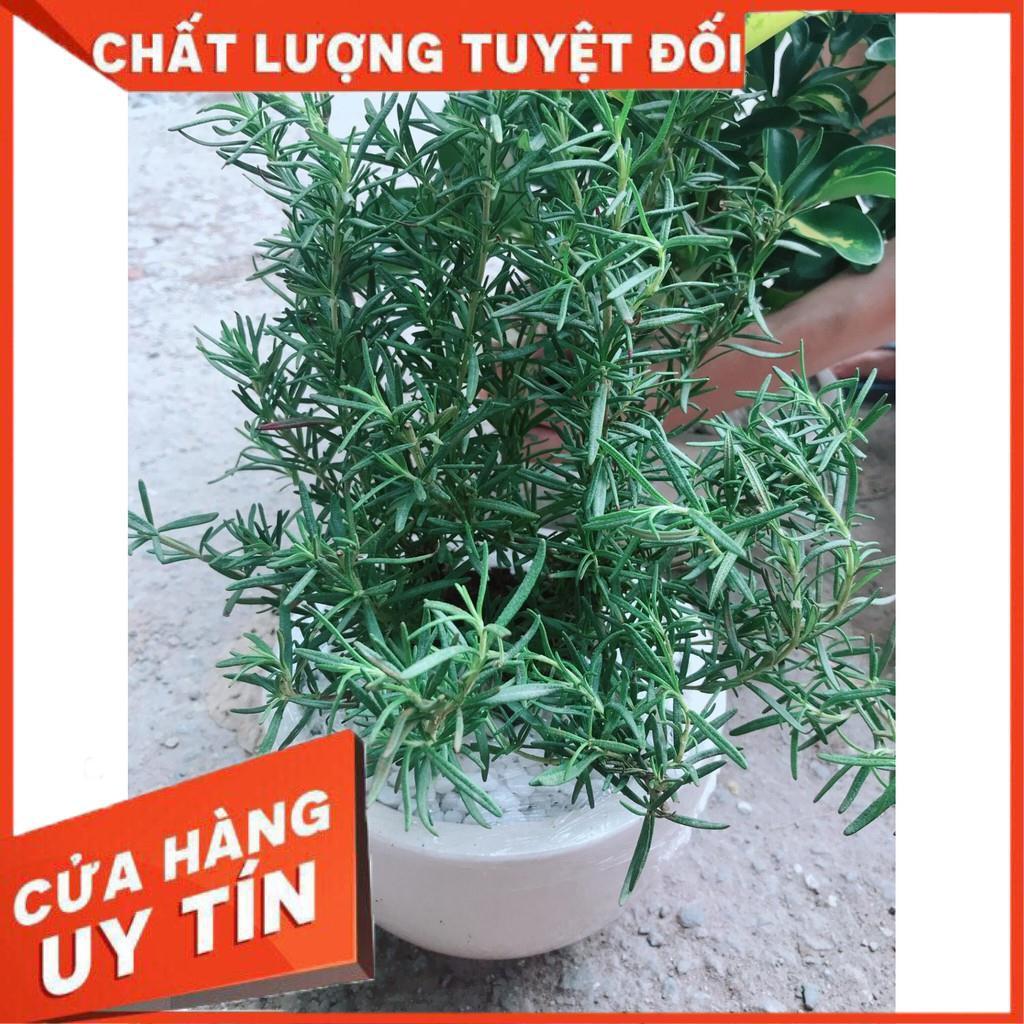 Chậu hương thảo Nhiều Người Mua