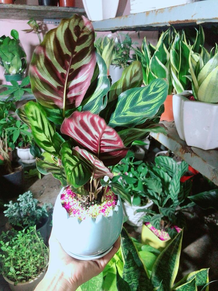 Chậu Cây Đuôi Công