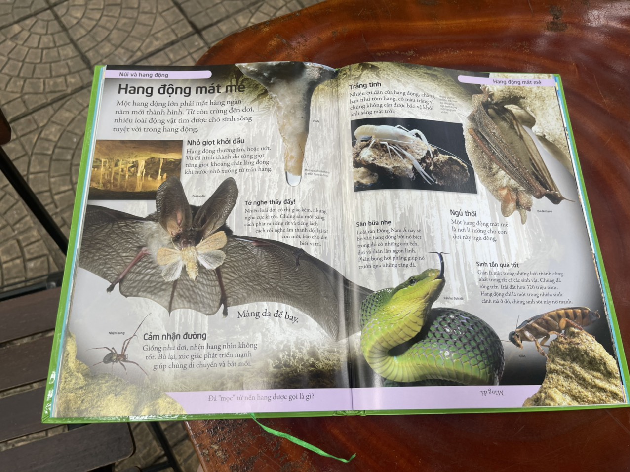 – BÁCH KHOA TỰ NHIÊN – MỞ MANG KIẾN THỨC KHƠI DẬY TIỀM NĂNG– tủ sách DK – Đông A – Bìa Cứng in màu toàn bộ