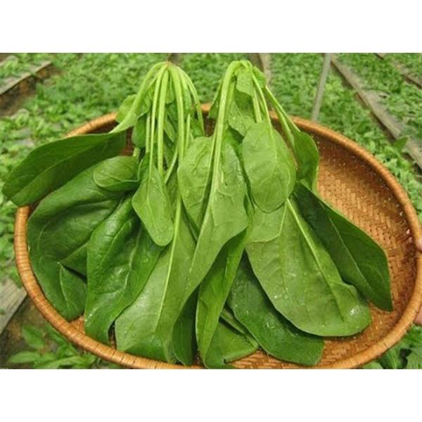 Hạt Giống Rau Cải Bó Xôi - Rau Chân Vịt - Gói 20gr