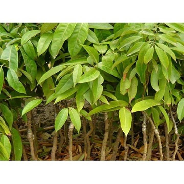 VẢI KHÔNG HẠT NHANH SIÊU QUẢ CHUẨN GIỐNG F1