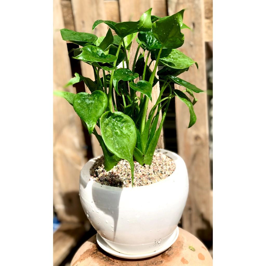 Chậu sứ cây Môn Tai Phật để bàn