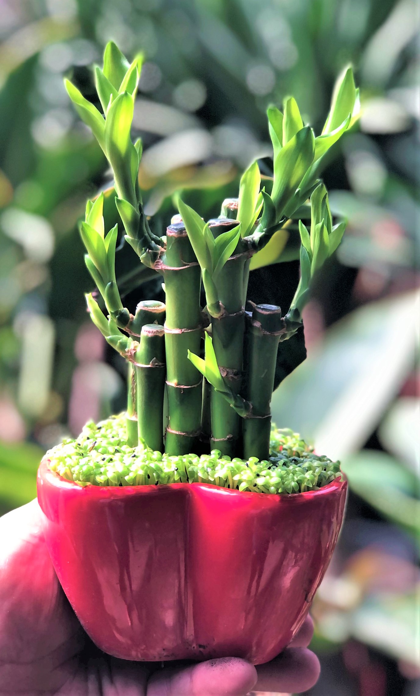 Chậu trái tim trúc Phú Quý