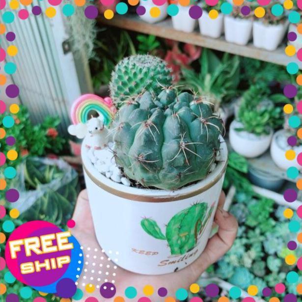 Chậu Xương Rồng Tiểu Cảnh Mini