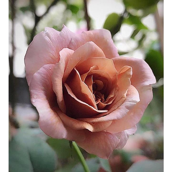 Hoa Hồng ngoại màu cà phê utsasime hot- bầu to cây trưởng thành