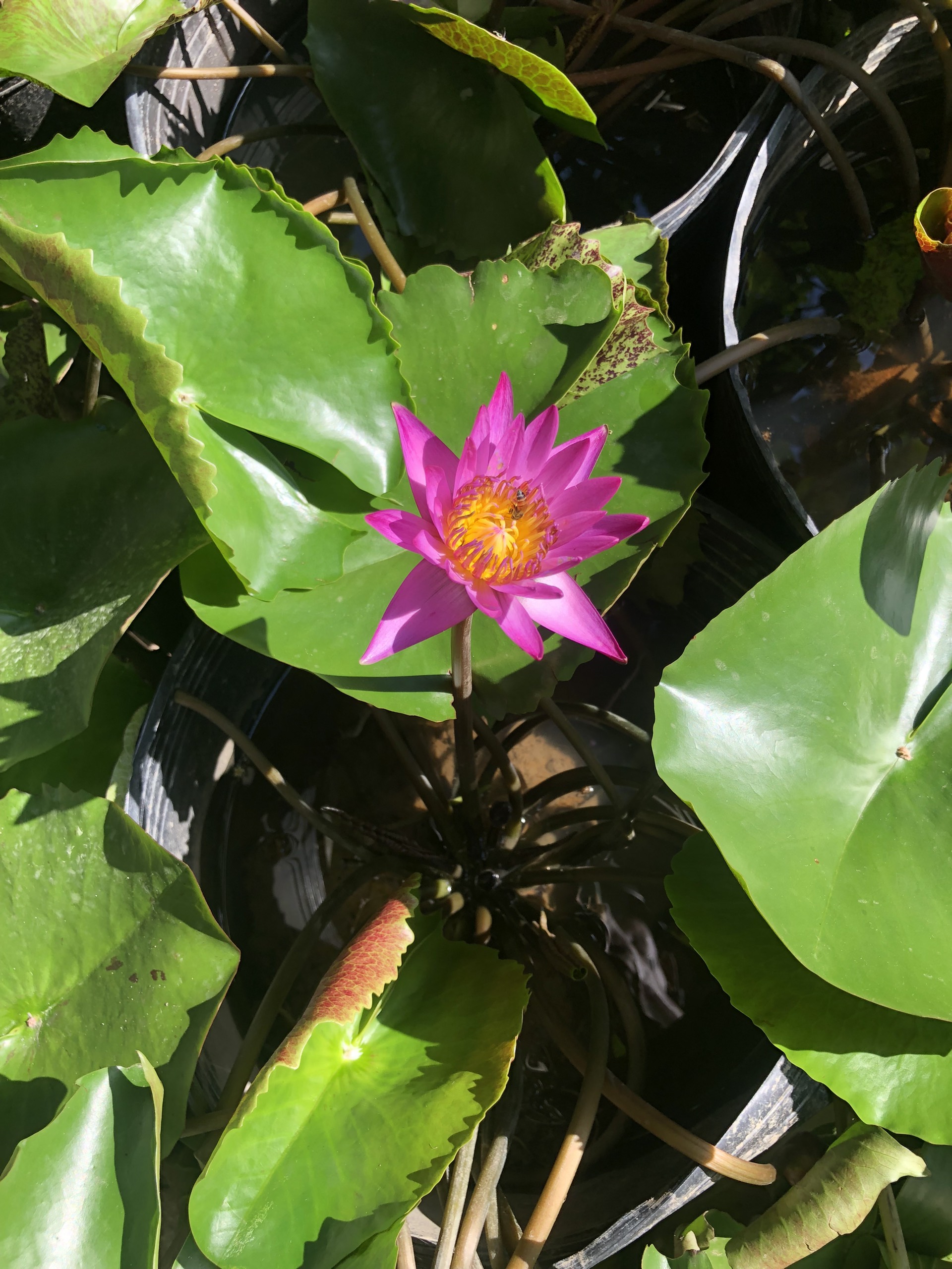 Chậu cây water lily hoa màu tím hồng