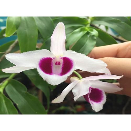 Hoa lan giả hạc mắt đỏ hòa bình , cây cực đẹp