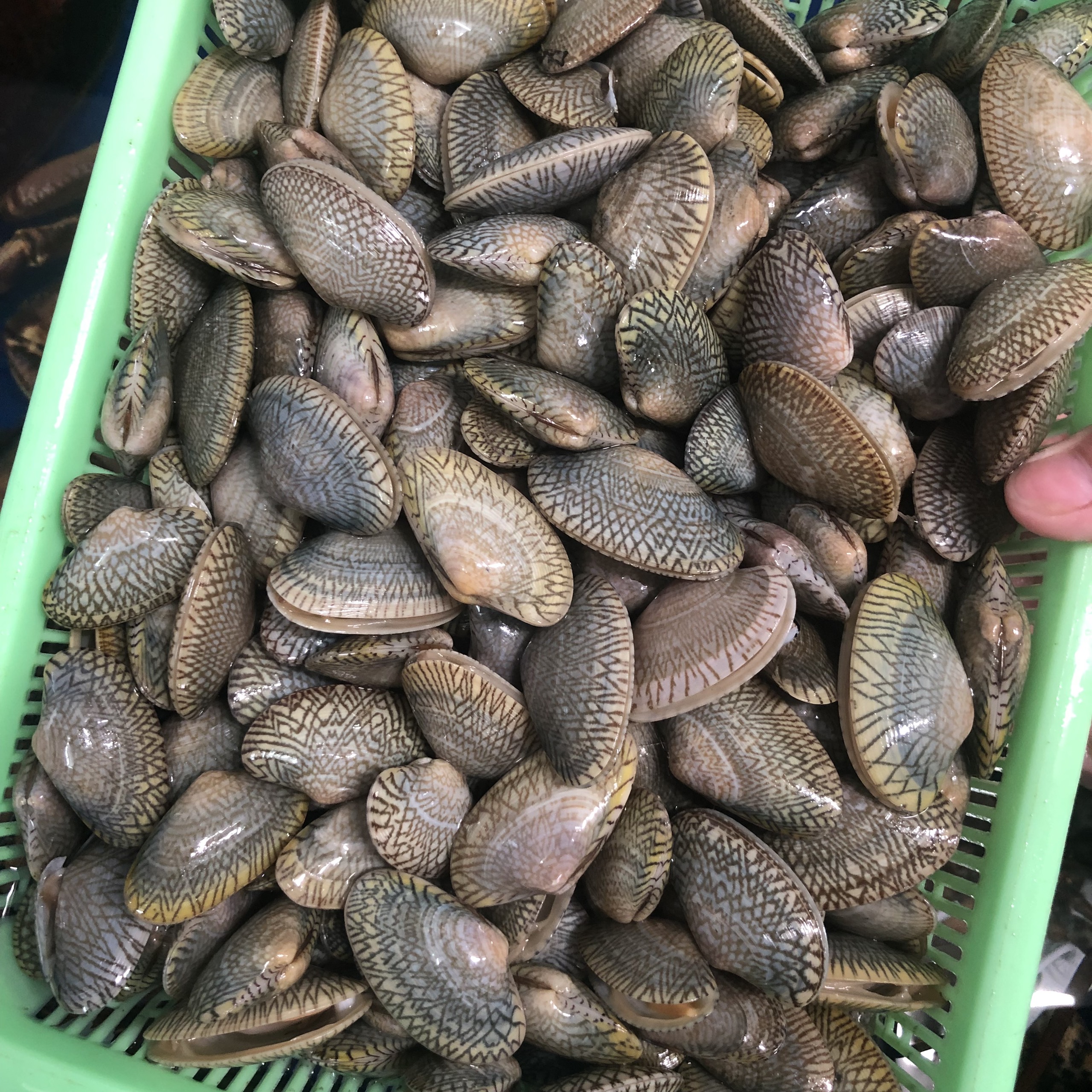 Ốc Chip Chip - Sò Lụa Sống