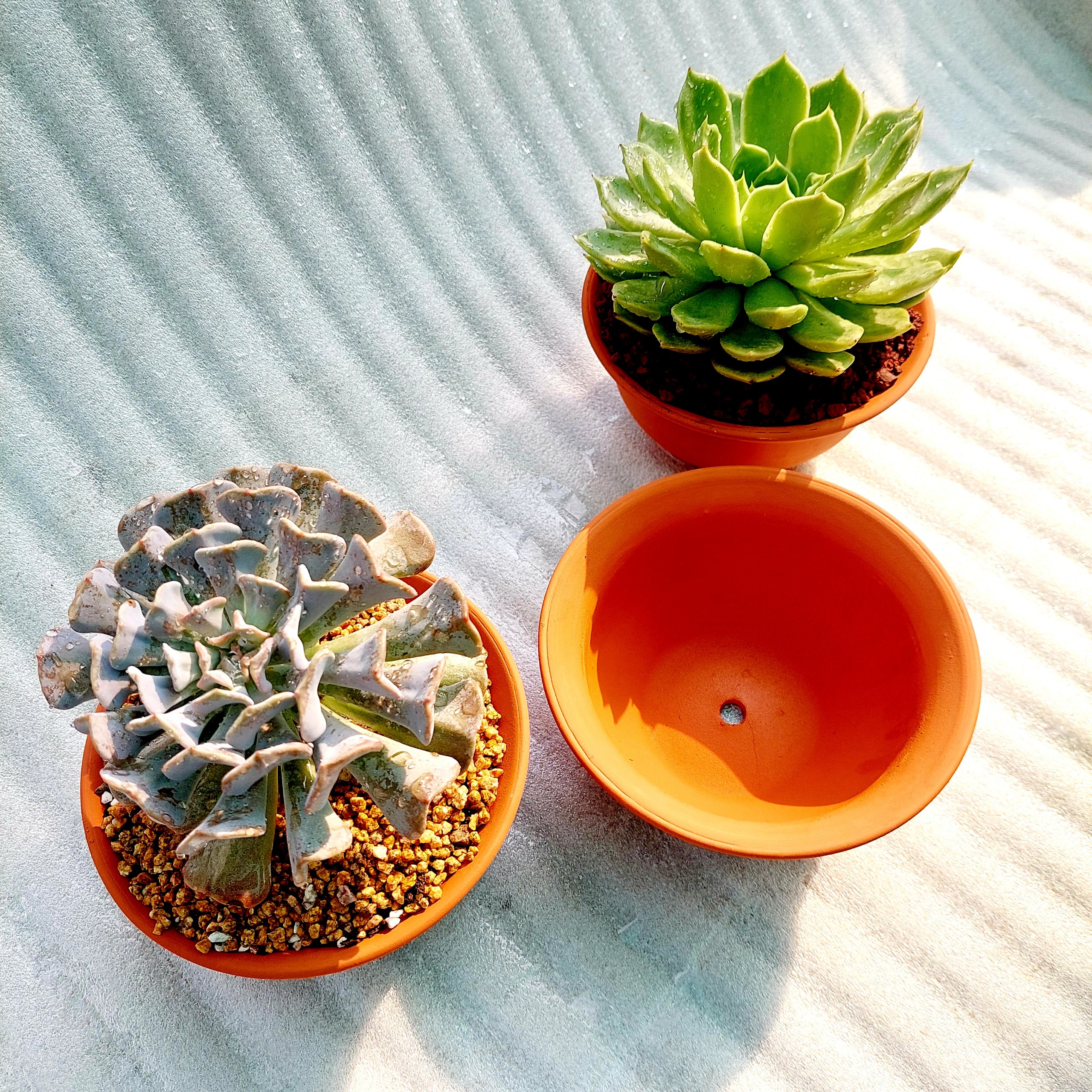 Chậu đất nung - Miệng bèo 168, miệng chậu 16cm, chiều cao 8cm