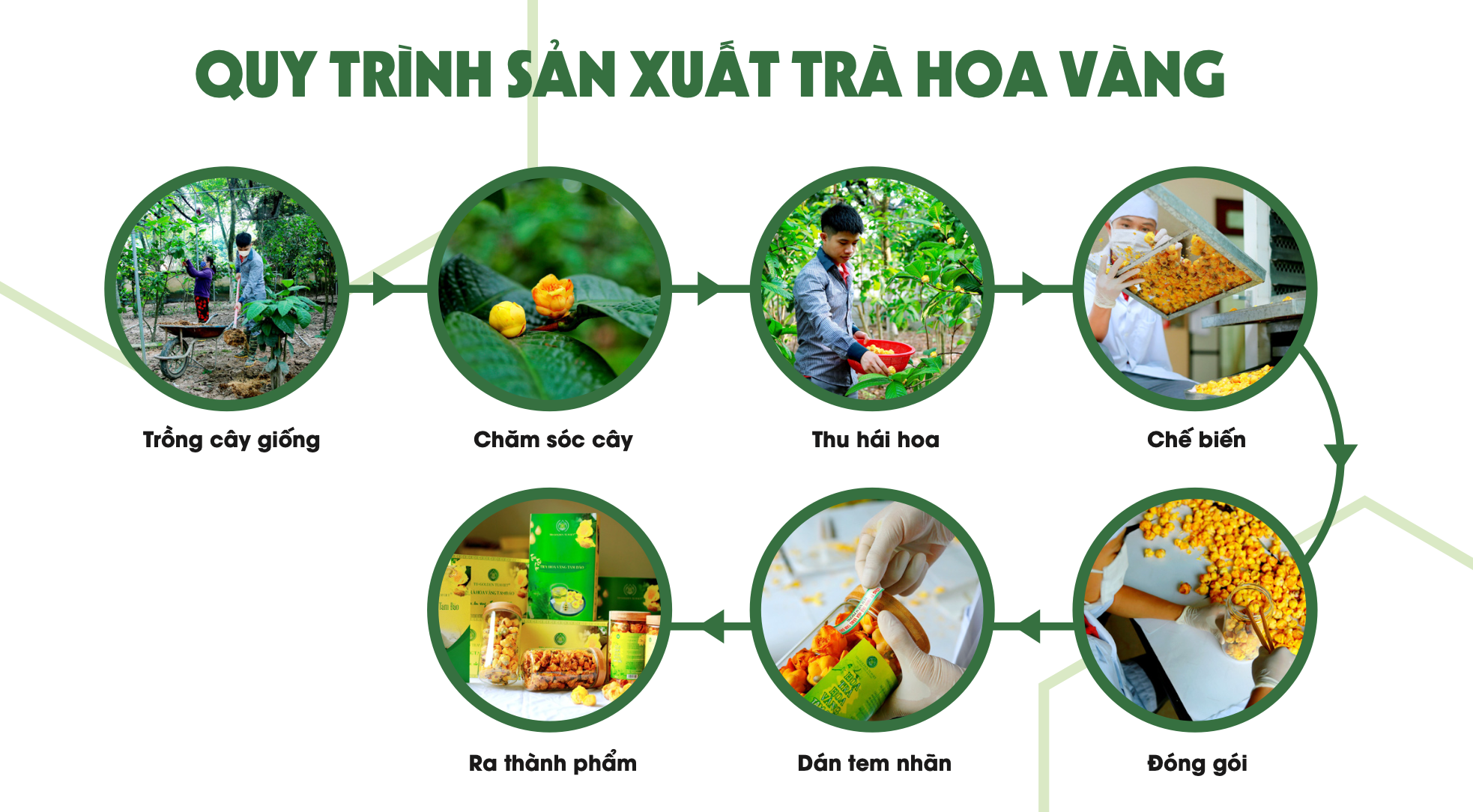 trà hoa vàng túi lọc