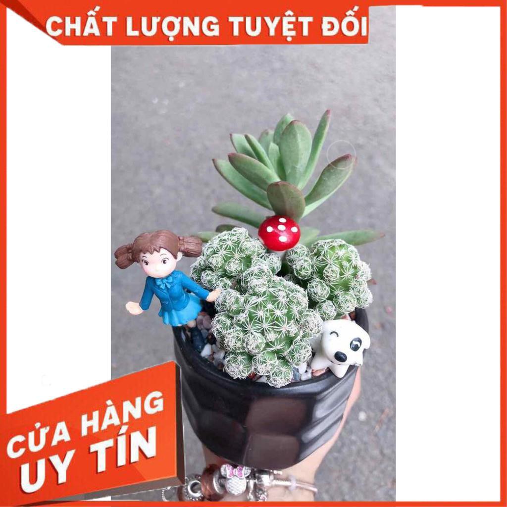 Chậu xương rồng tiểu cảnh Nhiều Người Mua