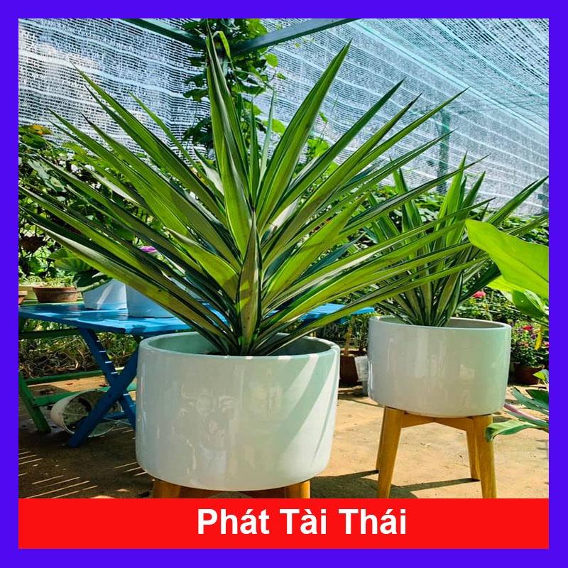 Cây Phát Tài Thái ( Dứa Dương Tiễn ) + tặng phân bón cho cây mau lớn